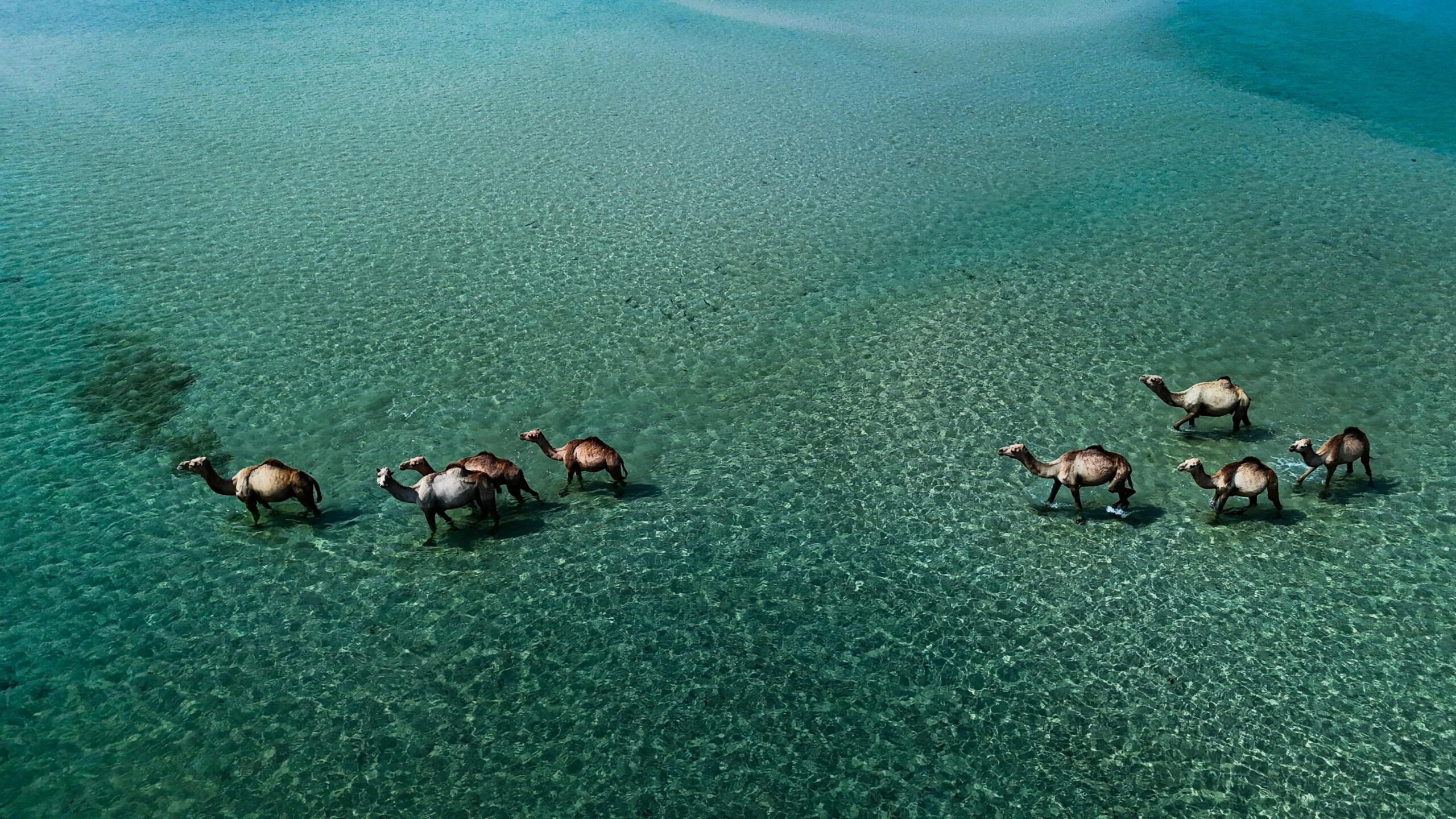 Biodiversity